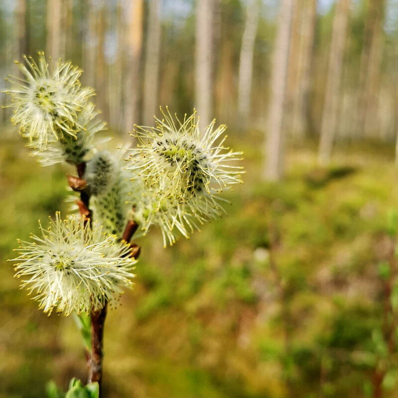 Paju kukkii metsässä.